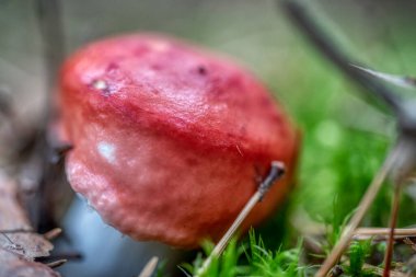 Ormanda yetişen iki russula gülü, ormanda sonbahar.