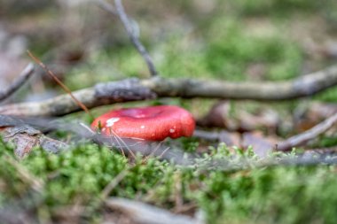 Ormanda yetişen iki russula gülü, ormanda sonbahar.