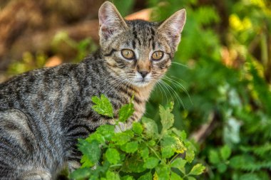 Kedi yana bakar ve yeşil bir çimenliğe oturur. Tüylü, üç renkli, yeşil gözlü bir kedinin portresi. Yaklaş.