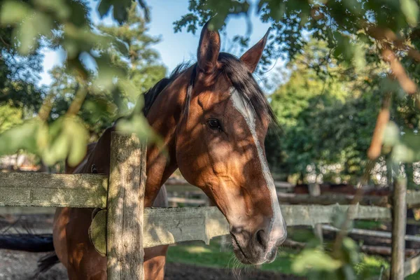 Güzel erkek atın portresi. Sonbahar akşamı alnında beyaz bir leke var.