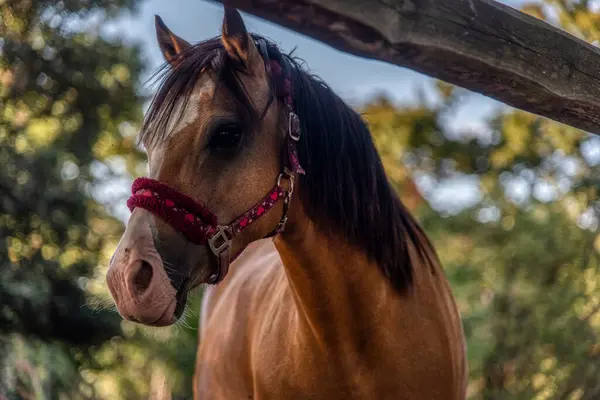 Güzel erkek atın portresi. Sonbahar akşamı alnında beyaz bir leke var.