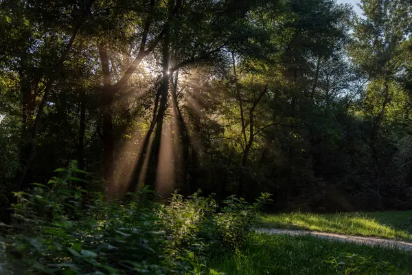 Przylądek Leśny Krzewy Krzaki Zielona Trawa Światło Słoneczne Zdjęcie — Zdjęcie stockowe