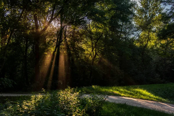 Przylądek Leśny Krzewy Krzaki Zielona Trawa Światło Słoneczne Zdjęcie — Zdjęcie stockowe