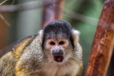 Sincap maymunu, Saimiri oerstedii, ağaç gövdesinde yeşil yapraklarla oturuyor. Doğadan vahşi yaşam sahnesi. Güzel şirin hayvan..