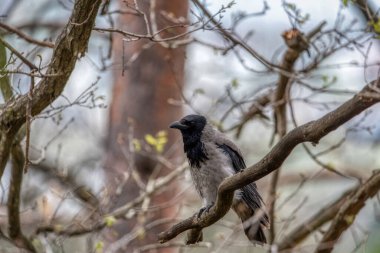 Slovenya 'nın vahşi doğasında kapüşonlu karga (Corvus cornix)
