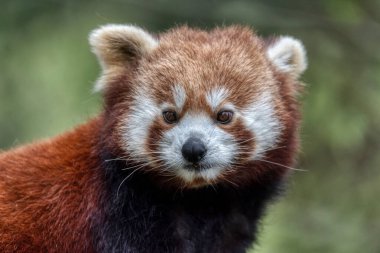 Kızıl panda, ormanda portreyi kapat.