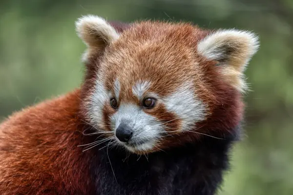 Red panda close up portrait in forest