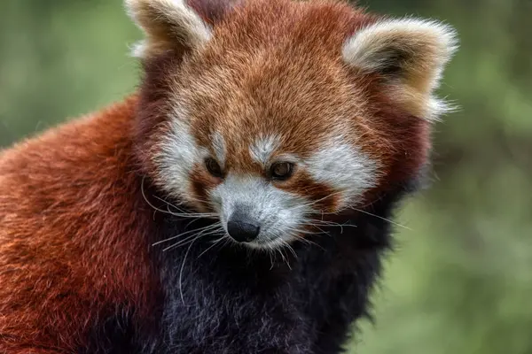 Red panda close up portrait in forest