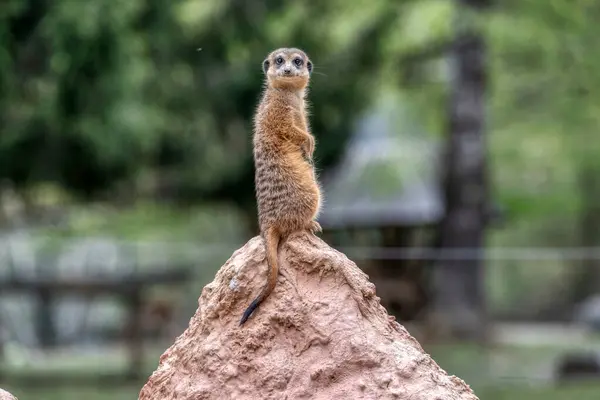 Meekat, Ljubljana hayvanat bahçesinde kumların üzerinde.