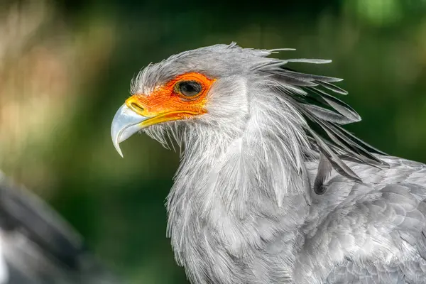 Porträtt Den Fascinerande Sekreterare Fågel Stor Rovfågel Som Mestadels Stannar Stockbild