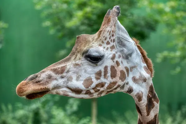 Giraff Huvud Närbild Deatiled Syn Afrikansk Djurliv Stockfoto