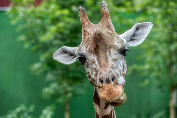 Giraff Huvud Närbild Deatiled Syn Afrikansk Djurliv Royaltyfria Stockfoton
