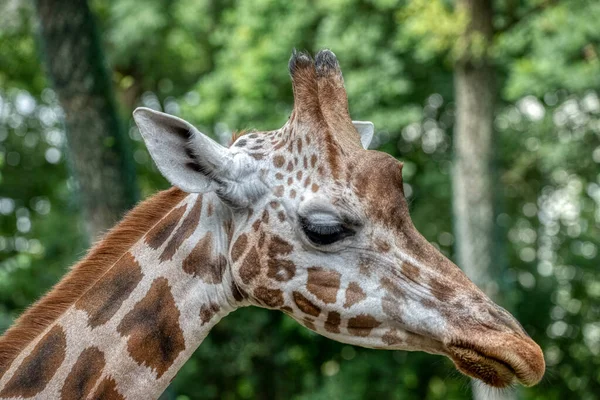 Giraff Huvud Närbild Deatiled Syn Afrikansk Djurliv Stockbild