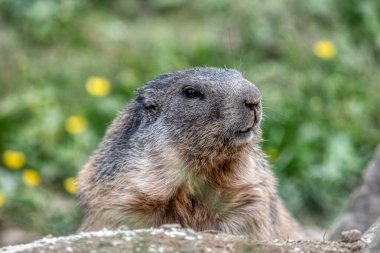 Yuvasını kazmayı bırak ve kameraya bakmayı bırak, sevimli tüylü Alpine Marmot (Marmota marmota). Burnu ve dişleri yeni sürülmüş toprakla dolu. Ön ayakları deliğin dışında..