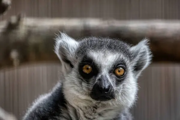 Limone Coda Anello Lemure Catta Con Gli Occhi Aperti Spalancati — Foto Stock