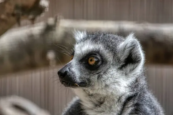 Limone Coda Anello Lemure Catta Con Gli Occhi Aperti Spalancati — Foto Stock