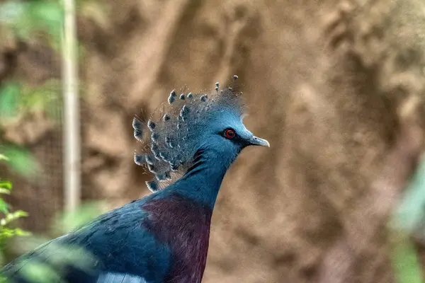 Victoria Crowned Pigeon Goura Victoria Native New Guinea Threatened Species — Stock Photo, Image