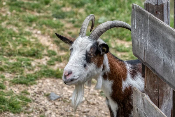 Bir keçi bize bakıyor. Yeşil otlakta boynuzlu keçi