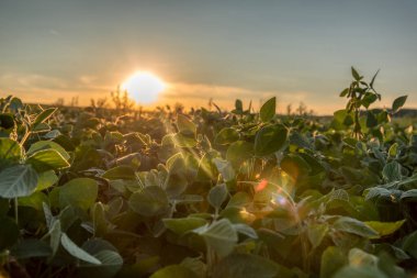 Tarım alanının dalgalı alanları için mükemmel güneş ışığı. Güney Moravya bölgesi, Çek Cumhuriyeti, Avrupa.