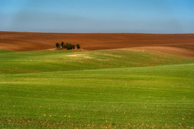 Tarım alanının dalgalı alanları için mükemmel güneş ışığı. Güney Moravya bölgesi, Çek Cumhuriyeti, Avrupa.