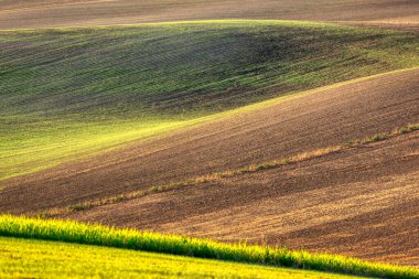 Tarım alanının dalgalı alanları için mükemmel güneş ışığı. Güney Moravya bölgesi, Çek Cumhuriyeti, Avrupa.