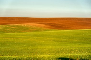 Tarım alanının dalgalı alanları için mükemmel güneş ışığı. Güney Moravya bölgesi, Çek Cumhuriyeti, Avrupa.