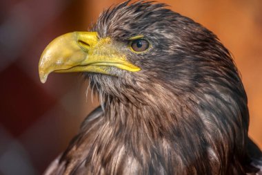 Steller deniz kartalı (Haliaeetus pelagicus).
