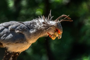 Large Secretary Bird in Africa, Vertical Video for Social Media, Instagram Reels and Tiktok of Secretary Bird Perching clipart