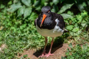 Avrasya istiridye yakalayıcısı (yaygın istiridye yakalayıcısı, palaarktik istiridye yakalayıcı) - Yeşil arka planda yerde bulunan Haematopus ostralegus.