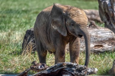 Bebek fil, Amboseli Ulusal Parkı, Kenya, Doğu Afrika 'daki savanda ot yemeyi öğreniyor.
