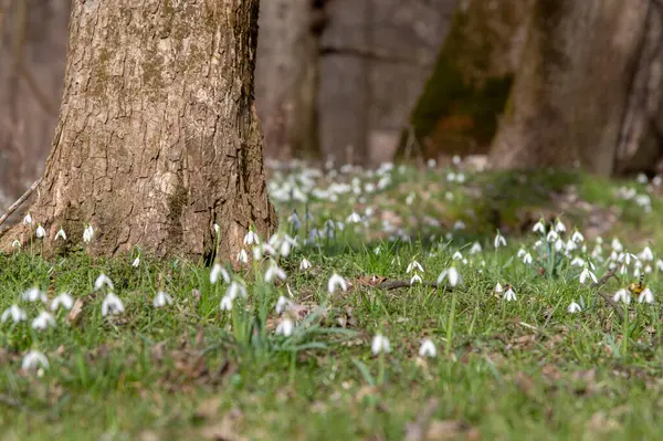 Galanthus Nivalis olarak da bilinen, bahar çiçeğinin yakın plan görüntüsü, gün ışığında ışıldıyor.
