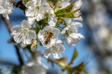 Baharda açan beyaz ve pembe sakura kiraz ağacının dalına yakın.