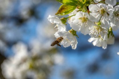 Baharda açan beyaz ve pembe sakura kiraz ağacının dalına yakın.