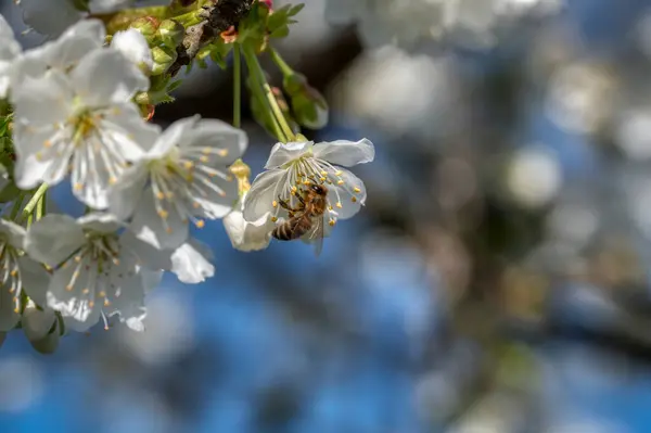 Baharda açan beyaz ve pembe sakura kiraz ağacının dalına yakın.