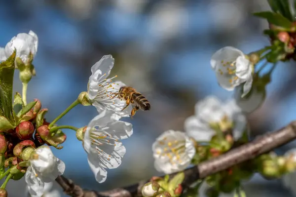 Baharda açan beyaz ve pembe sakura kiraz ağacının dalına yakın.