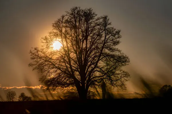 Gün batımında açık arazinin ortasında yalnız bir ağaç. Arka planda güneşli güzel gökyüzü bulutları.