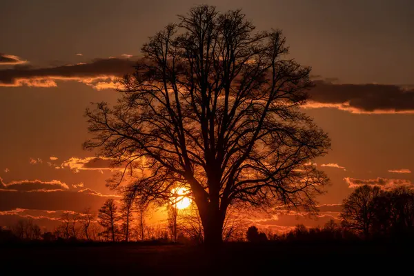 Gün batımında açık arazinin ortasında yalnız bir ağaç. Arka planda güneşli güzel gökyüzü bulutları.