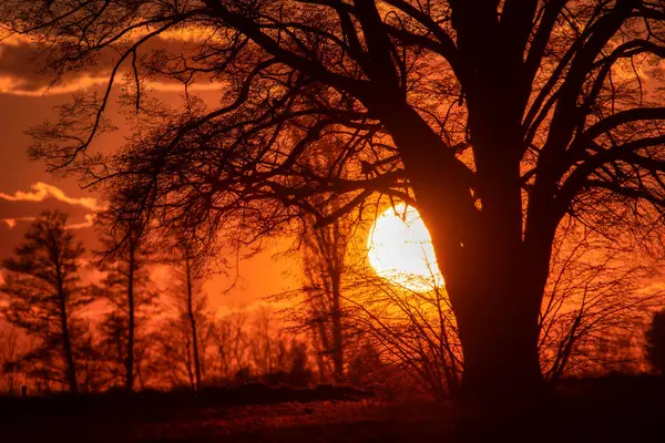 Gün batımında açık arazinin ortasında yalnız bir ağaç. Arka planda güneşli güzel gökyüzü bulutları.