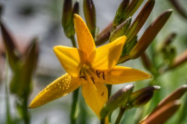 Sarı Lilium Lancifolium (Kaplan Zambağı)
