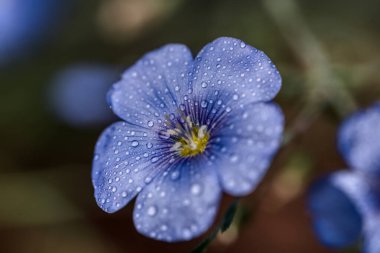 Yeşil arka planda yaygın keten çiçekleri