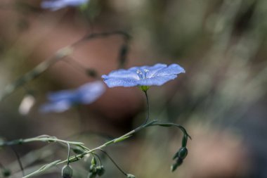 Common flax flowers against green background clipart