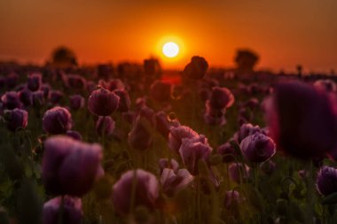 Slovenya 'da mor haşhaş tarlasında gün batımı
