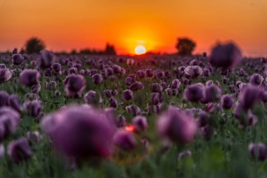 Slovenya 'da mor haşhaş tarlasında gün batımı