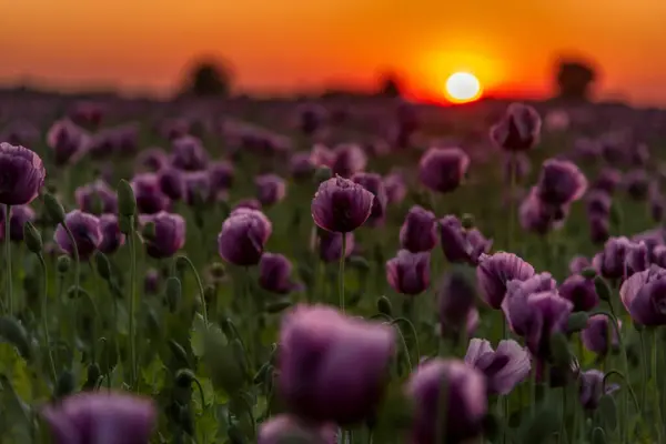 Slovenya 'da mor haşhaş tarlasında gün batımı