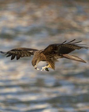Kara uçurtma pençeli bir balıkla uçuyor