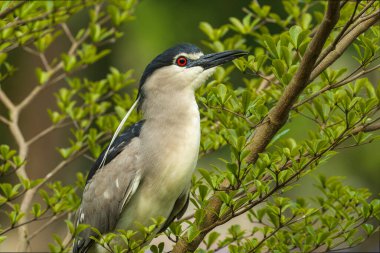 Gece kuşu, yakın plan portrede oturuyor. 