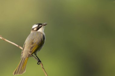 Işık yayılmış bulbul tünemiş