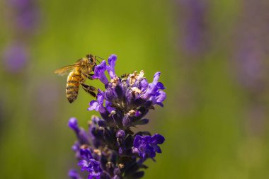 Lavanta çiçeğindeki arı 