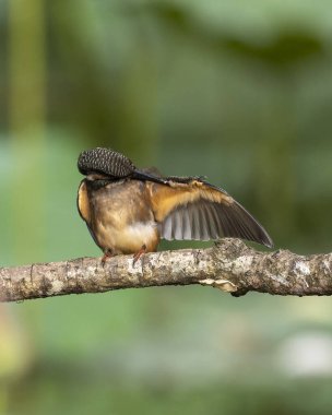 Kingfisher açık kanatla tünedi. 