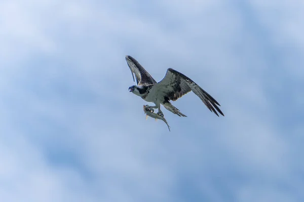 Osprey Voo Com Peixe Nas Garras — Fotografia de Stock
